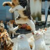 DaiGo的な感情を持つ原因