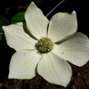 Cornus nuttallii