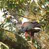 サンショクウミワシ(African Fish-Eagle)