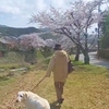 翁とおばちゃんと桜並木