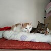 先住猫と新入り子猫との関係がきずける日は来るのか？⑨