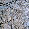 桜満開の季節