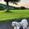 上り坂は無理です