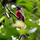 レッドドラゴンの鳥見旅行記