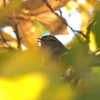 鳥撮散歩　まだ鳴いています！ウグイス(^^♪