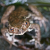 アズマヒキガエル Bufo japonicus formosus