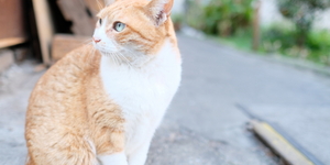 Fujifilm X-T2 vs 中古X-T1 どっちがいいの？比較レビュー