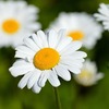 Dockerfileは環境差分が入り込まないようにしないとDockerイメージの管理が煩雑になる