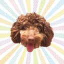 pawpawsock’s diary