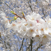 桜の写真