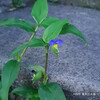 ツユクサ Commelina communis