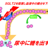 逆転の発想・SGLT2阻害薬