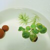 飼育難度ＭＡＸって本当？はじめてのピンポンパールでバケツ金魚