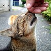 ノラ猫を中途半端にかわいがるのは一番無責任だ