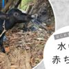 誕生！水牛の赤ちゃん🐃