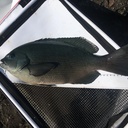 釣りバカ家族