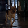 レックス～ウィーン警察シェパード犬刑事～Kommissar REX☆S2-13