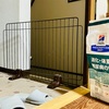 犬　階段から落ちる