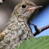 冬鳥ジョウビタキの国内繁殖地拡大か