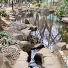 小豆沢公園の池 （東京都板橋）