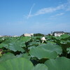 夏の景色　徳島にて・・