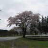 本日の桜