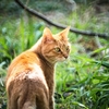 猫草とはなにか？【効果と食べる理由】