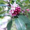 ジンチョウゲの香り 沈丁花,Daphne