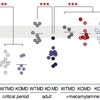 Lynx1, a cholinergic brake, limits plasticity in adult visual cortex.