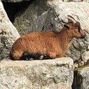 Bonjour!バタバタママ☆スイスのびのび生活