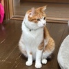 猫様の通院。8･29
