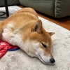 おらの5月