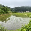 雨と田んぼと廃校舎（宮城県南三陸町 陸前戸倉〜さんさん館:14km MCT day14）