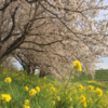 桜堤は満開の桜のトンネル！嵐山町都幾川桜堤、吉見町さくら堤公園