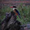 ペナンのヤマショウビン(Black-capped Kingfisher)