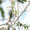 カザリショウビン Banded Kingfisher