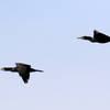 白梅が咲いている涸沼上空を飛ぶカワウとトビ