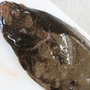 旬の魚料理講座・７月実習・ヒラメ