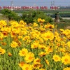 黄色い花越し