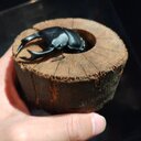 「にわかによる虫記録」