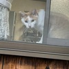保護ネコの窓辺監視とハチク