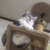 キャットタワーにて。