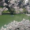 【さくら祭り】千鳥ヶ淵の桜を見てきたよ！【千代田区】