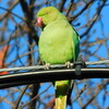 ワカケホンセイインコ今季初飛来