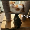 ふたりそろって日向ぼっこ。