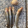 2024年9月30日 ハゼ釣り3