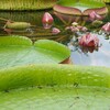 Ｐオニバスの花って