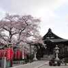 大光寺の桜は満開だった（Mar. 24, 2009）
