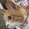 ぺットの役目