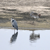 アジアヒメダチョウを見に行く（２０２０　０１３１－０２０２）野鳥編　その３。